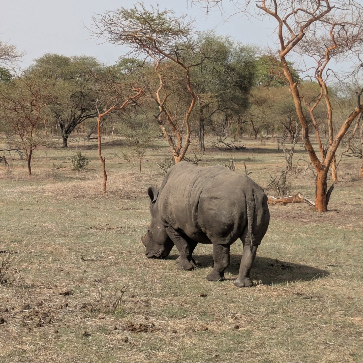 A young rhinoceros grazing in dry savannah with sparse trees