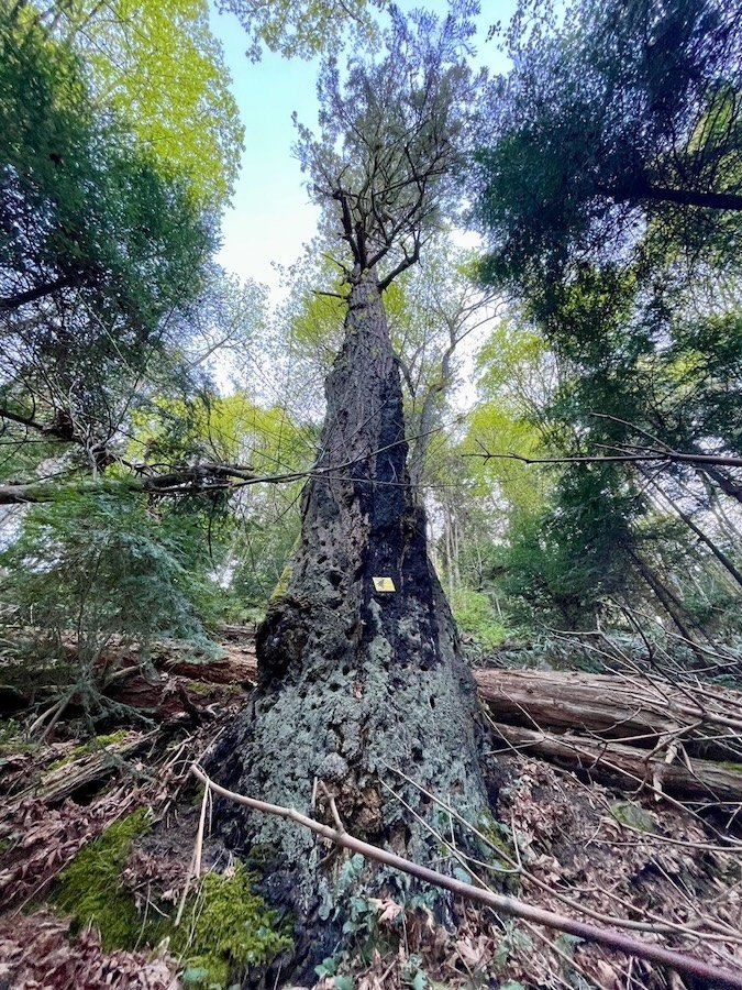 A large charred tree trunk standing in green forest