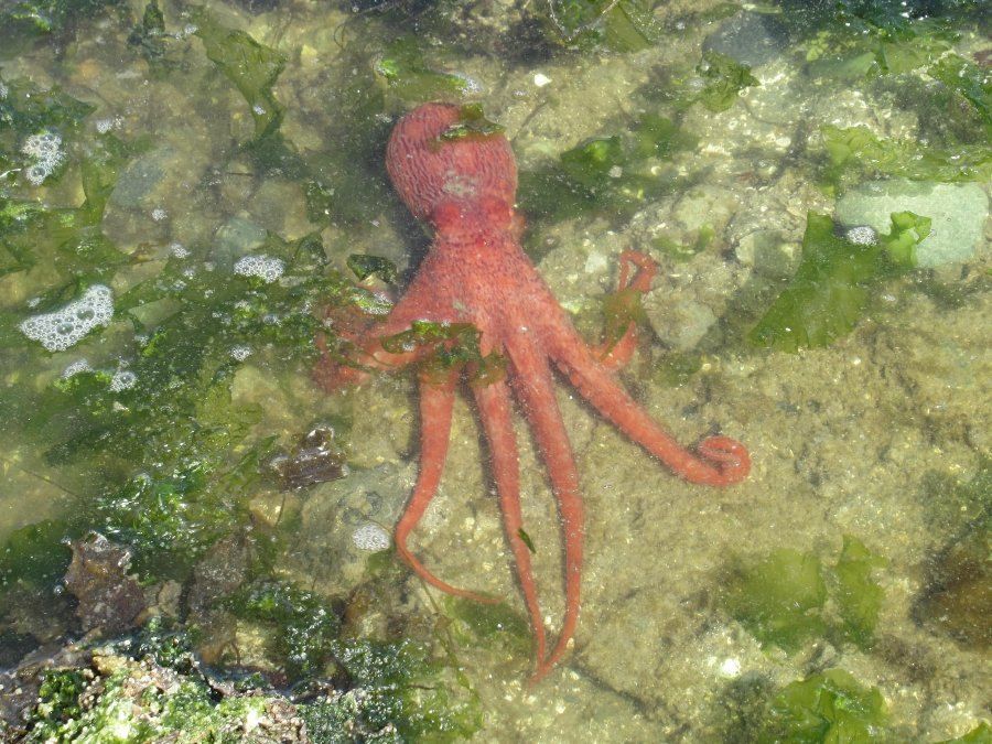 A red octopus spread over rocks and green seaweed underwater