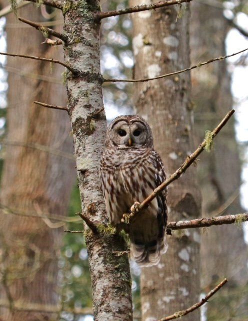 An owl perched on a branch among tree trunks