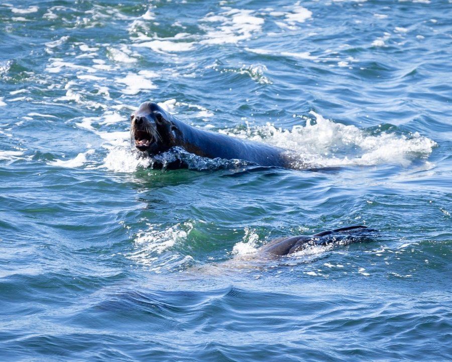 A seal surfacing with its mouth open in choppy blue water