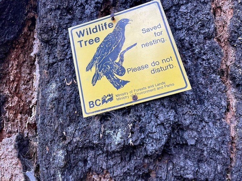 A yellow sign on a tree reading Wildlife Tree, saved for nesting, please do not disturb