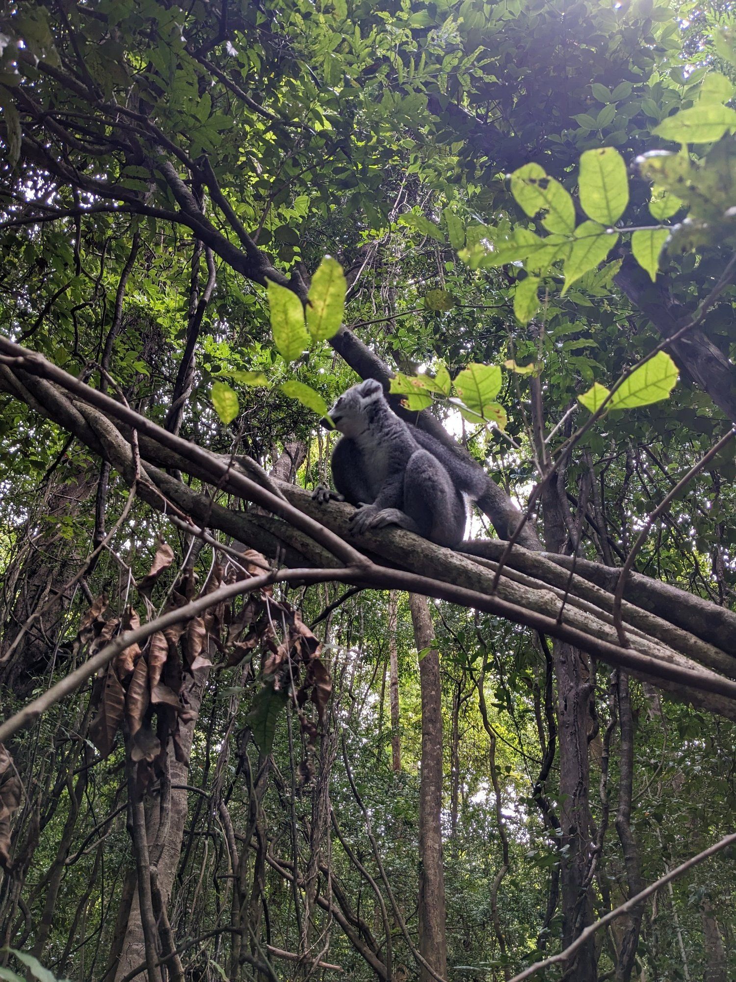 A monkey resting among tree branches in dense forest