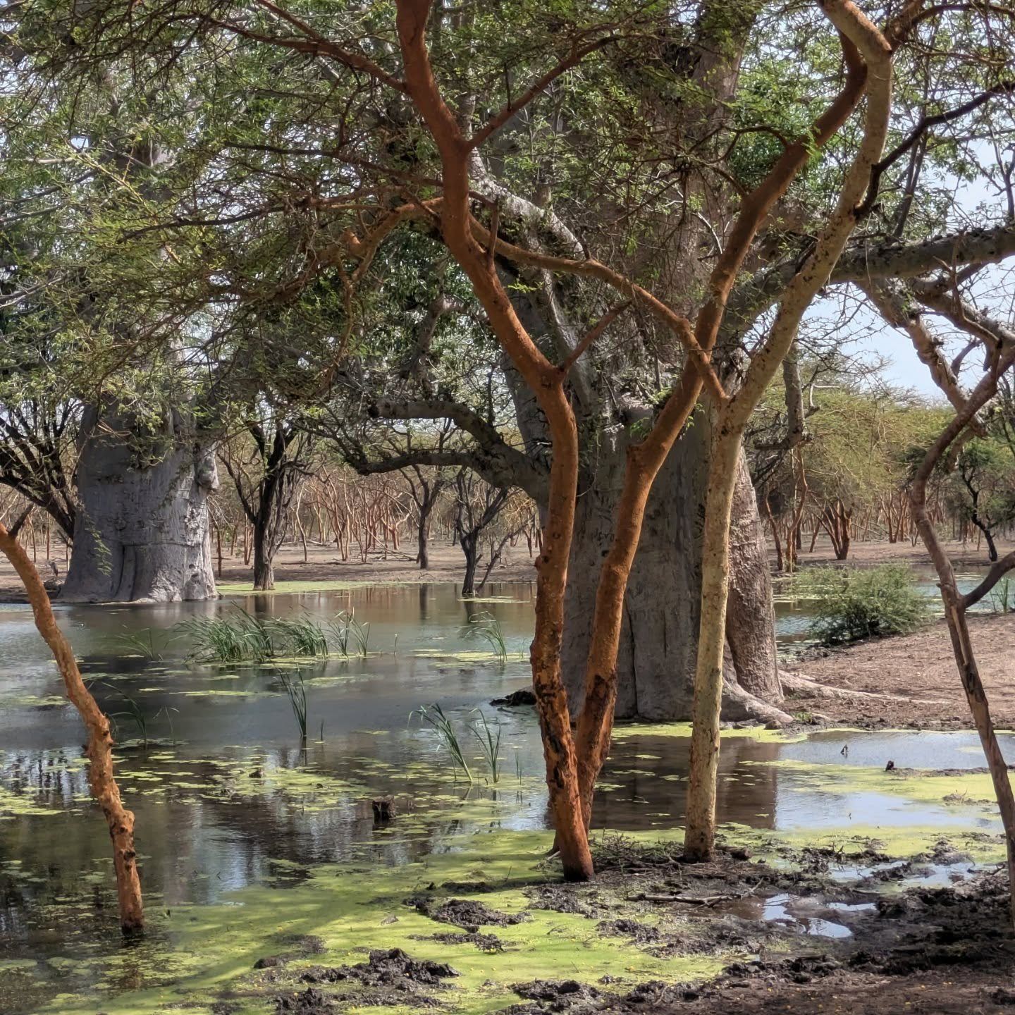Flooded wetland forest with tall trees standing in still water