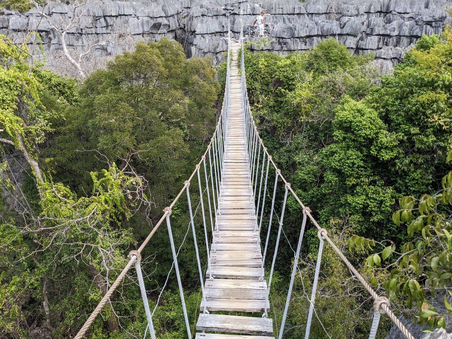A rope bridge strung through dense forest canopy