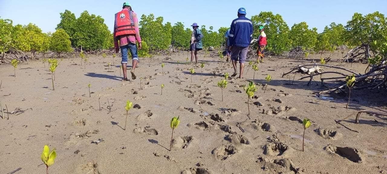 Community members walking a sandy path through young mangroves