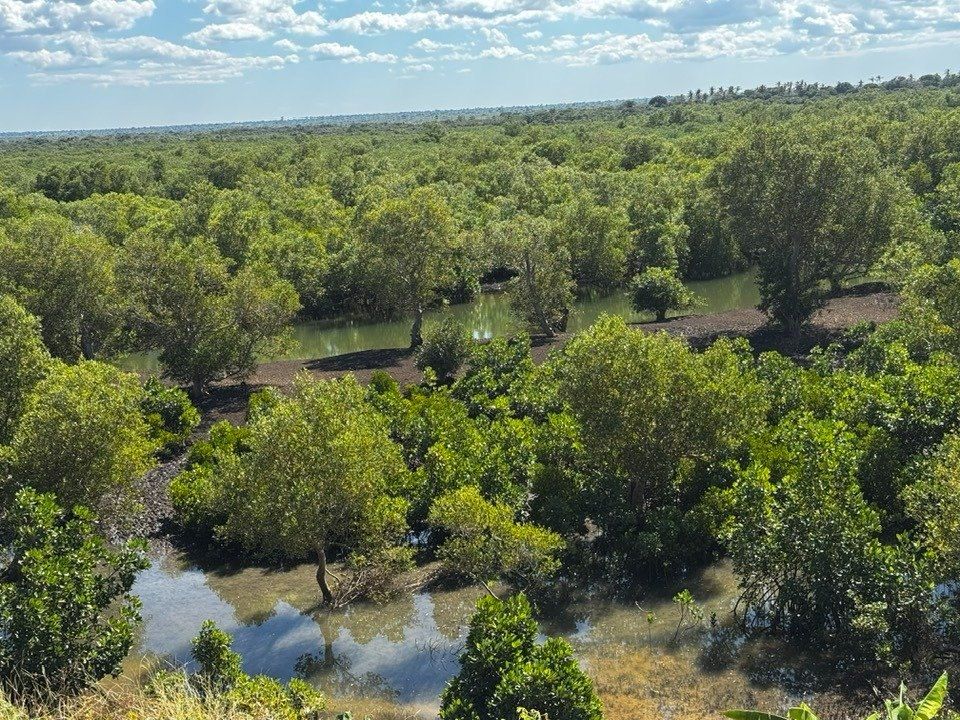 A lush green wetland of water and trees under a part-cloudy sky