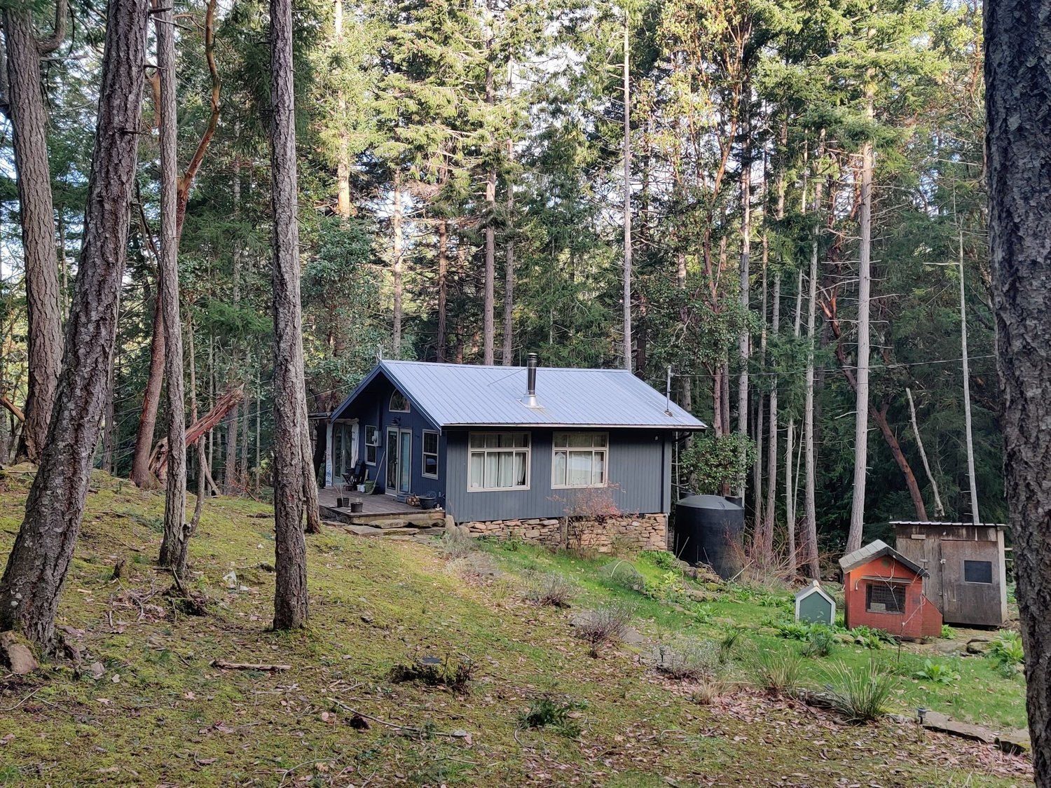 A blue house with a metal roof among tall trees on a mossy slope