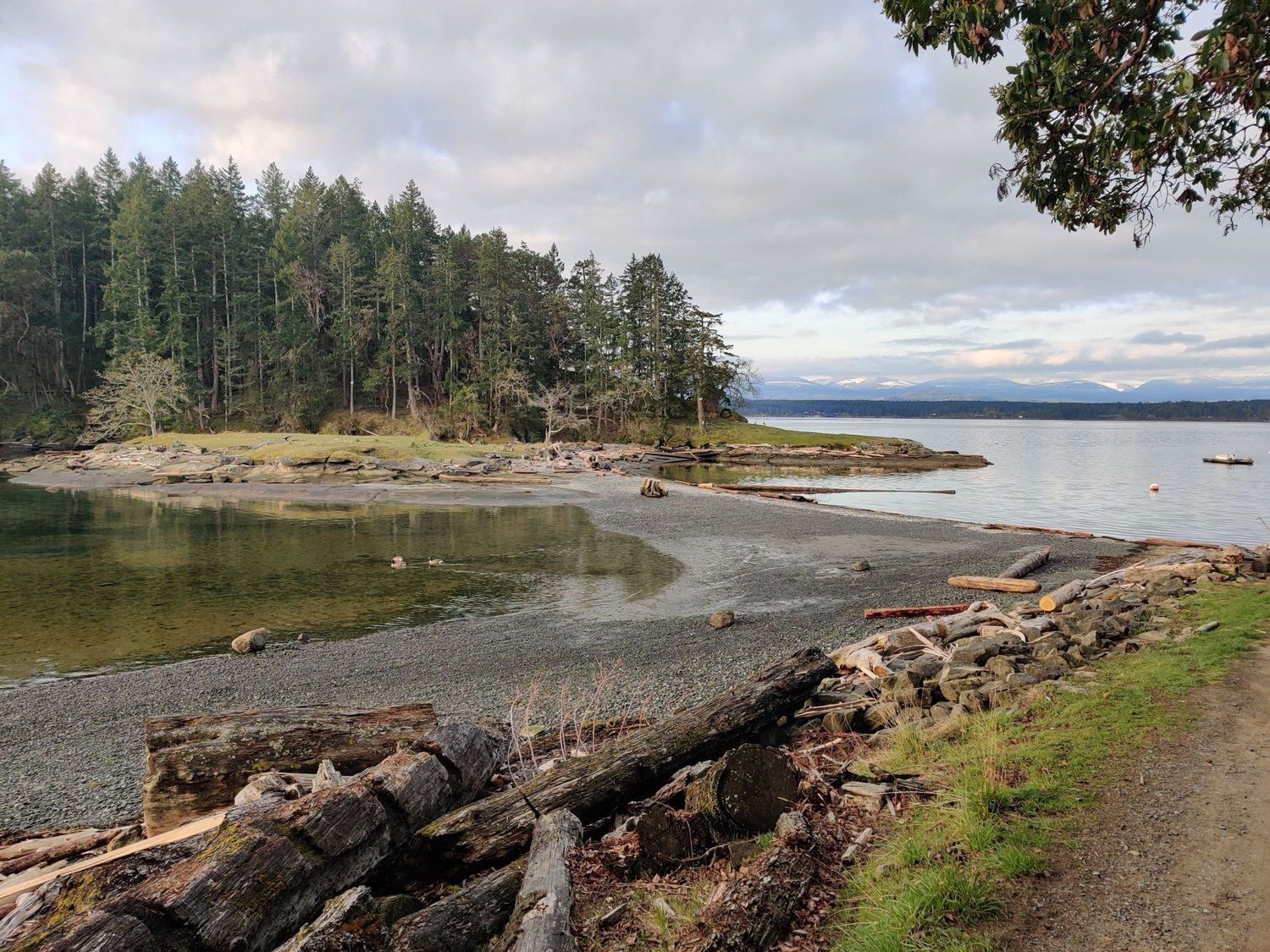 A pebble beach with driftwood logs, dense pines and distant mountains
