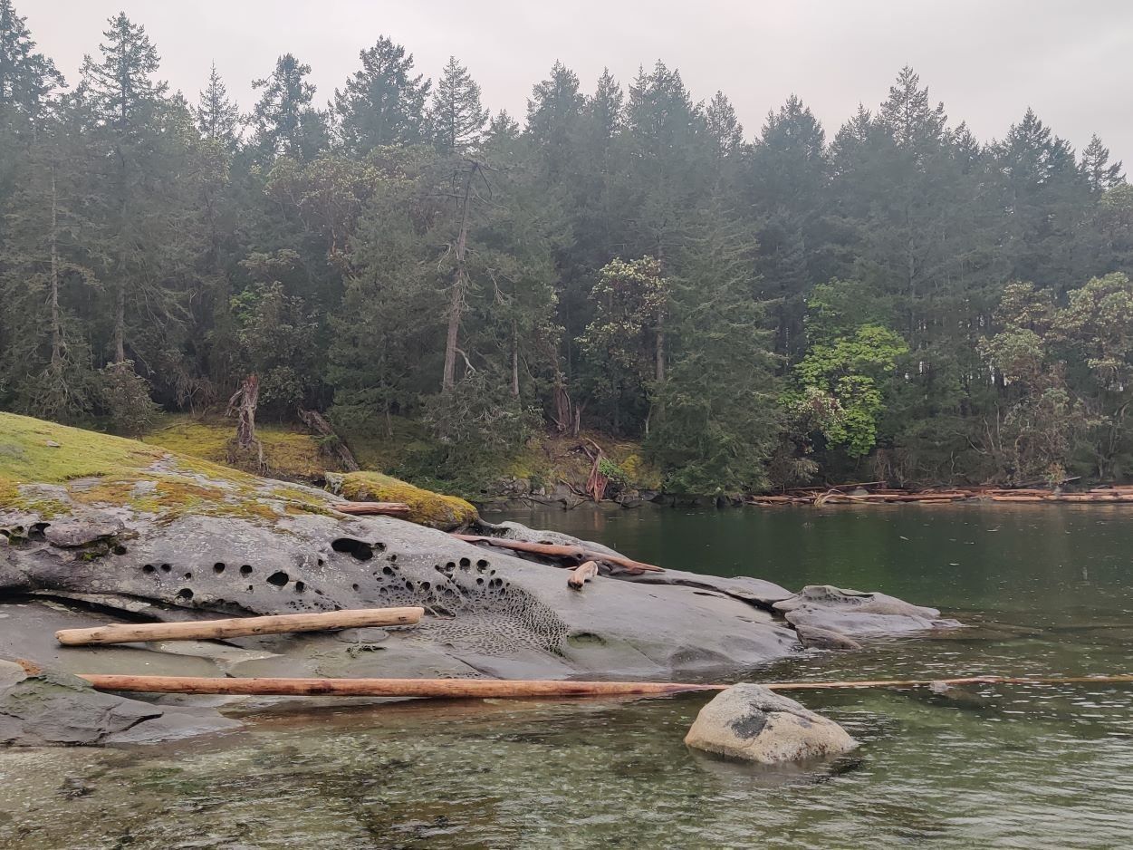 A flat mossy rock at the water's edge below dense evergreens